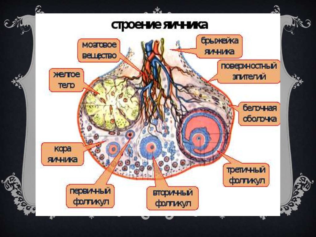 Строение яичников презентация