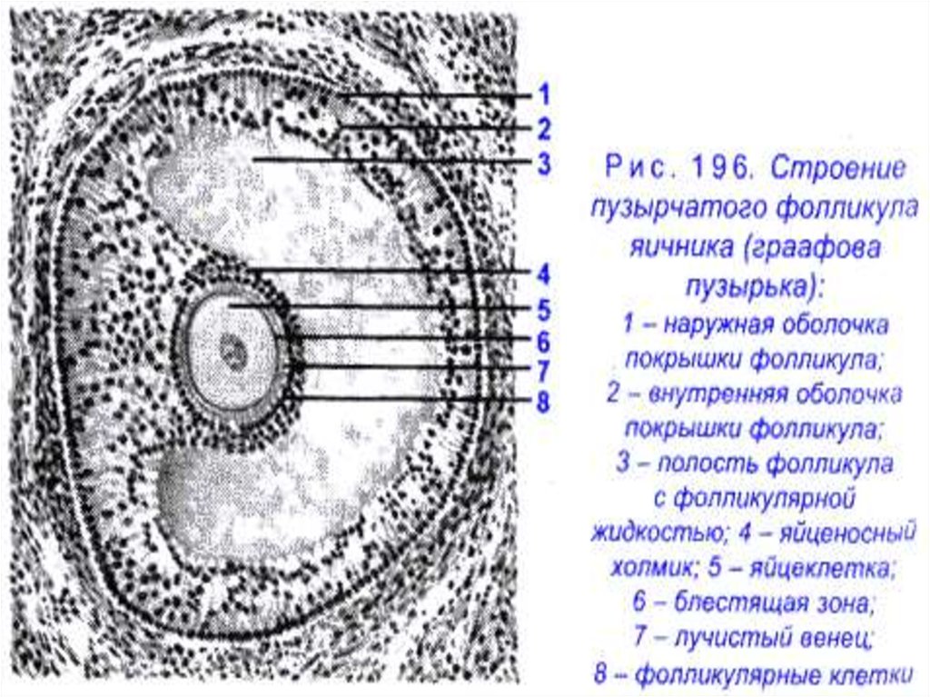 Строение яичников презентация