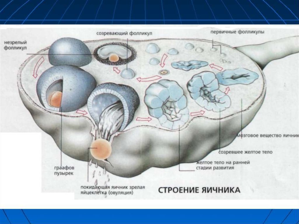 Яичник рисунок с подписями