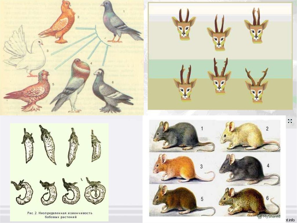 Презентация изменчивость наследственная изменчивость