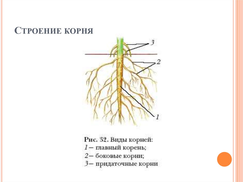 Корень схема биология