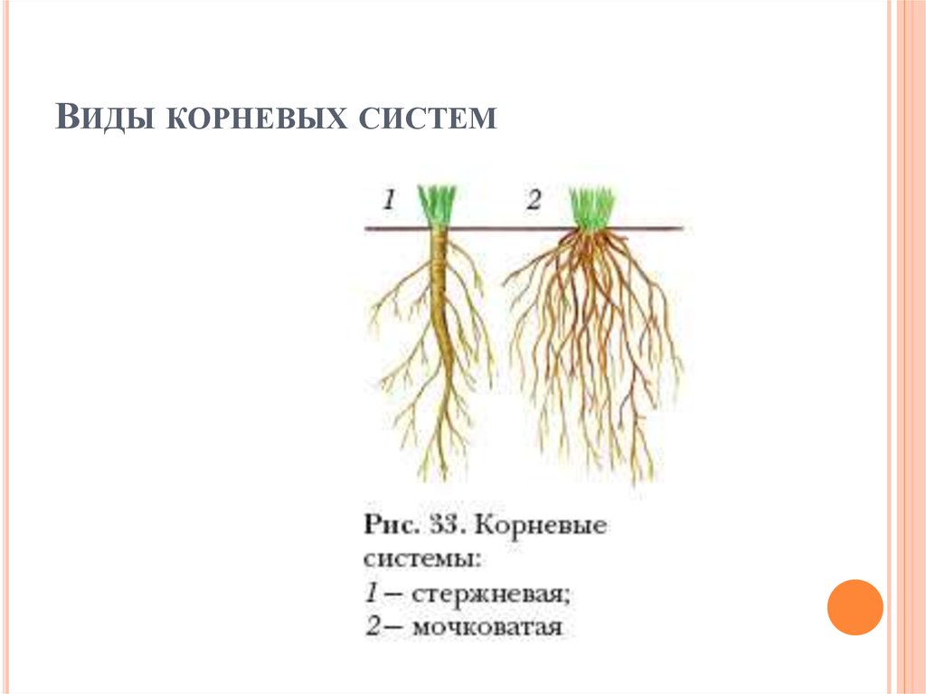 Какая корневая система изображена на каждом рисунке