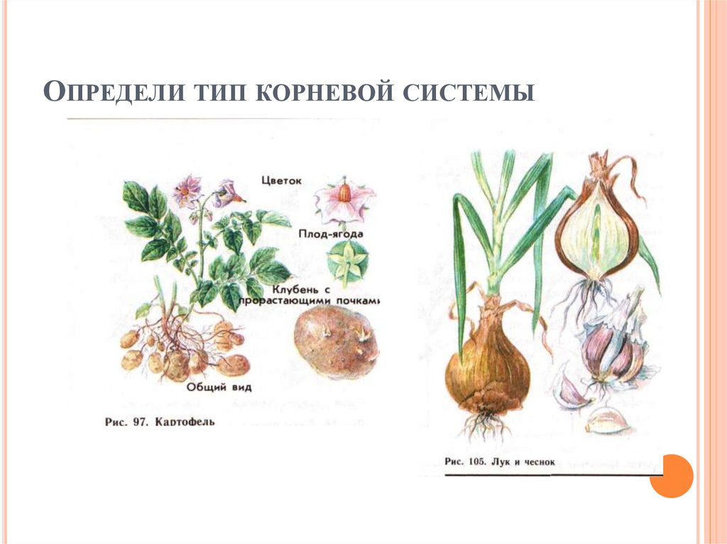 Пойму корень. Тип корня у луковицы. Тип корневой системы у лука. Корневая система луковицы. Тип корневой системы лука репчатого.