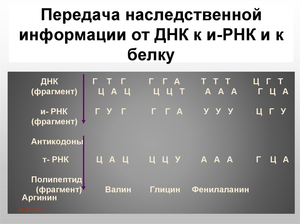 Генетическая информация белков. Передача наследственной информации от ДНК К ИРНК. Схема передачи генетической информации от ДНК К белку.. Схема передачи наследственной информации от ДНК К белку. Реализация наследственной информации таблица.