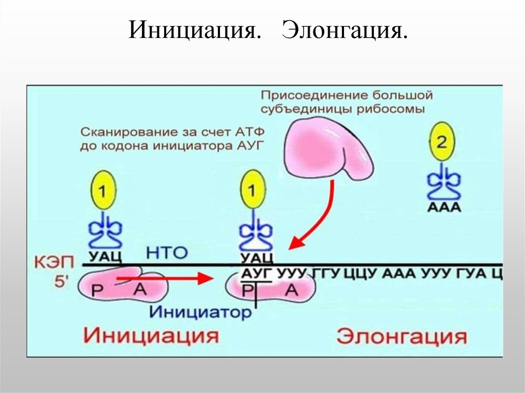 Схема трансляции биохимия