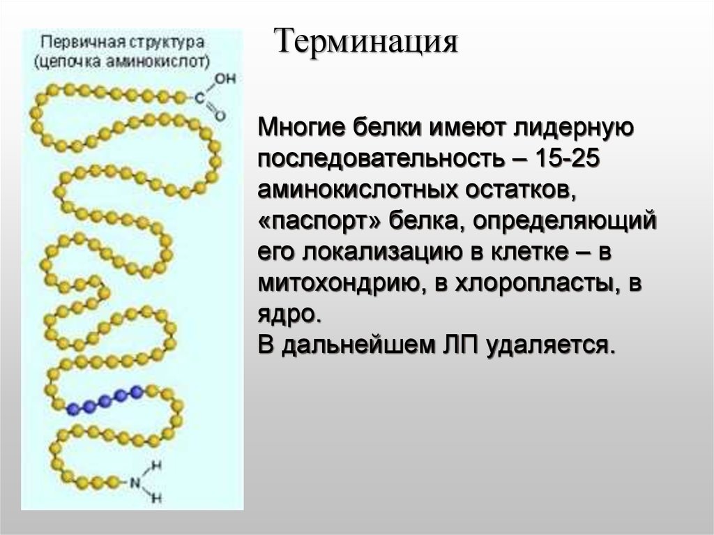 Изменение аминокислот последовательности белков. Синтез полипептидной цепи белка на матрице ИРНК. Терминация белка. Полипептидная цепь белка. Первичная структура белка имеет.