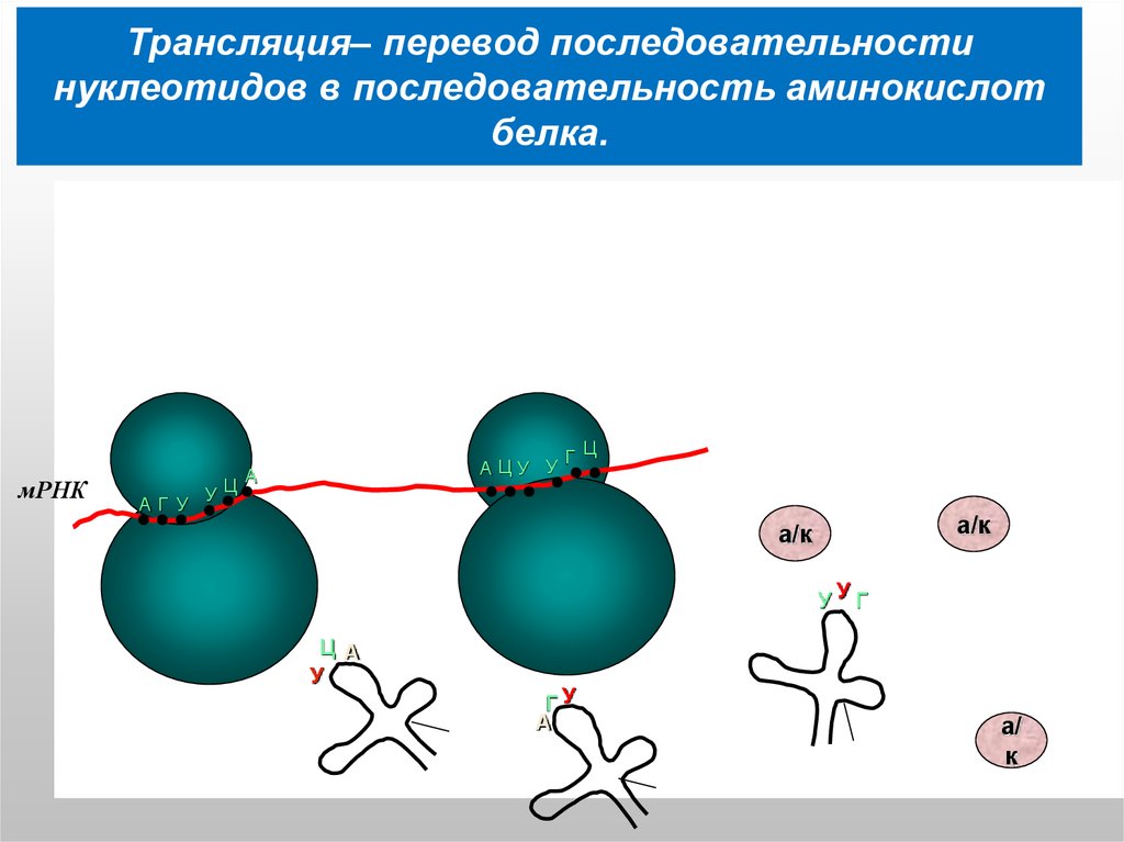 Трансляция– перевод последовательности нуклеотидов в последовательность аминокислот белка.