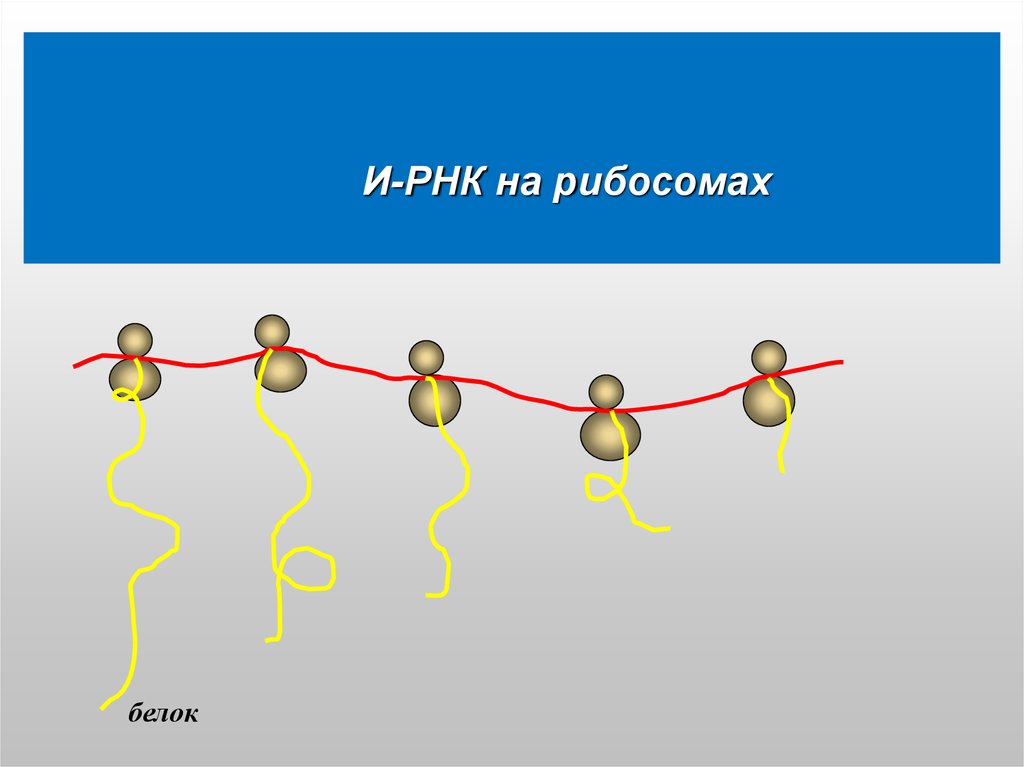 Цепь рнк белка. Рибосома и РНК. Движение рибосомы по РНК. Молекулярная биология. Рибосомы и Биосинтез белка. Передача наследственной информации от ДНК К ИРНК.