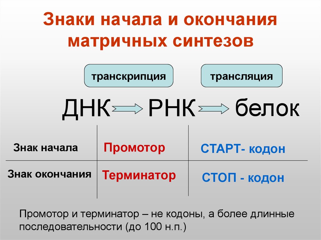 Стартовый кодон какой. Старт кодон. Старт и стоп кодоны ДНК. Стартовый кодон и стоп-кодон. Старт кодон РНК.