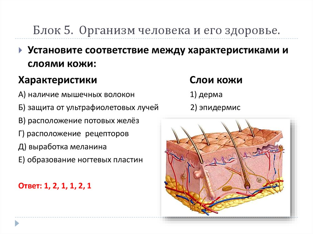 Меланин защищает кожу от