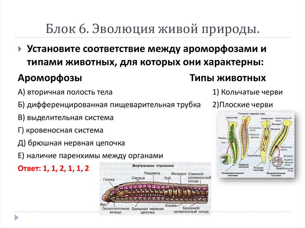 У каких червей наличие брюшной нервной цепочки