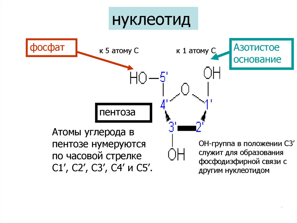 Замена нуклеотида в гене признак. Образование фосфодиэфирной связи. Образование фосфодиэфирной связи между нуклеотидами. Фосфодиэфирная связь между нуклеотидами. Фосфатная группа нуклеотида.