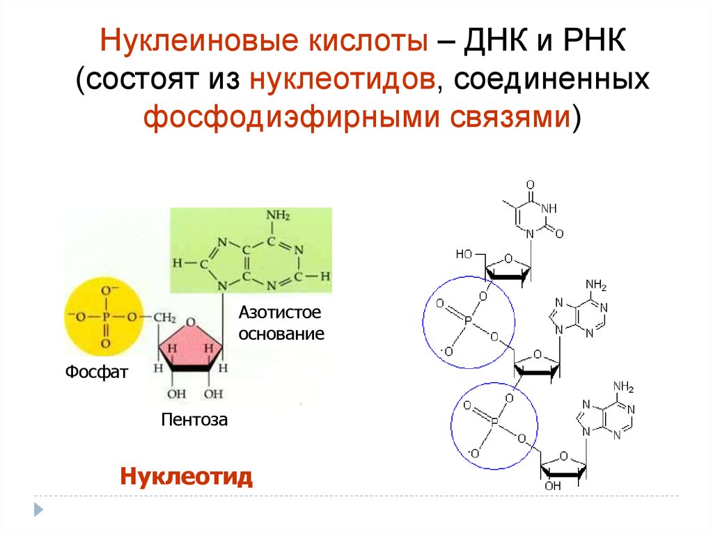 Мономер нуклеиновой кислоты аминокислота. Связи в РНК между нуклеотидами. Связи между нуклеотидами в ДНК. Фосфодиэфирная связь в РНК. Связи в нуклеиновых кислотах.