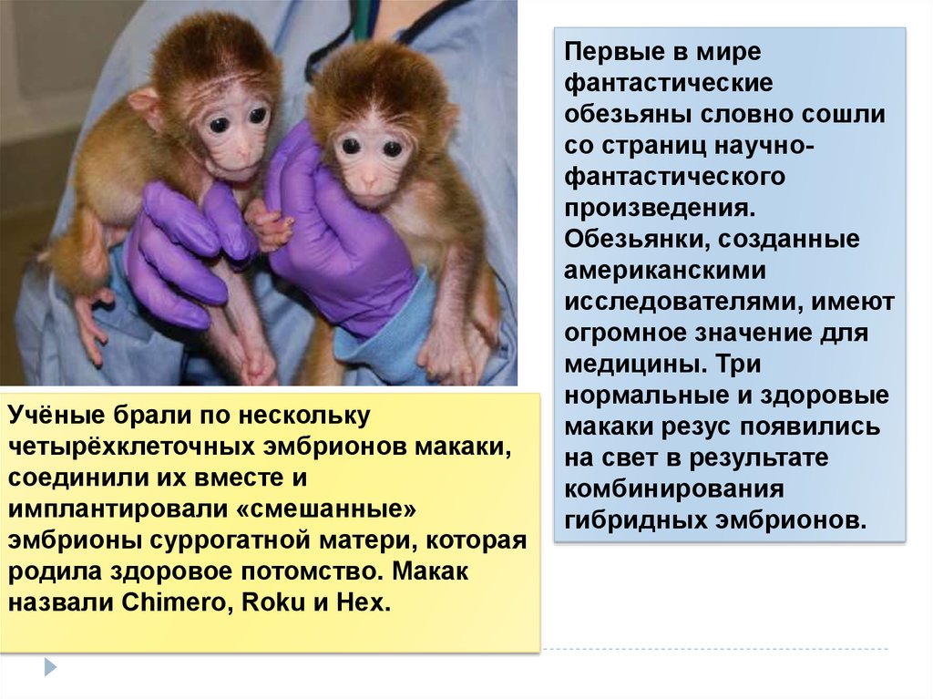 Тест по произведению обезьянка. Творчество обезьян. Произведение с обезьянами. Научный рассказ про обезьяну. Как создаются обезьянки.
