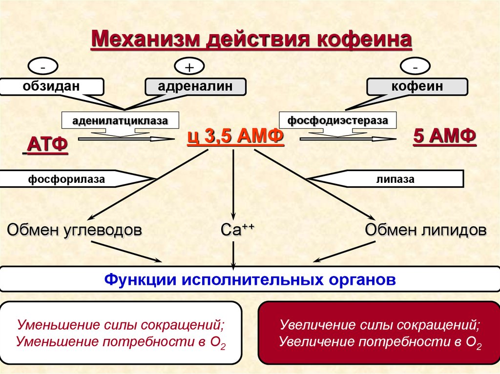 Нарисовать кластер механизма действия препарата кордиамина