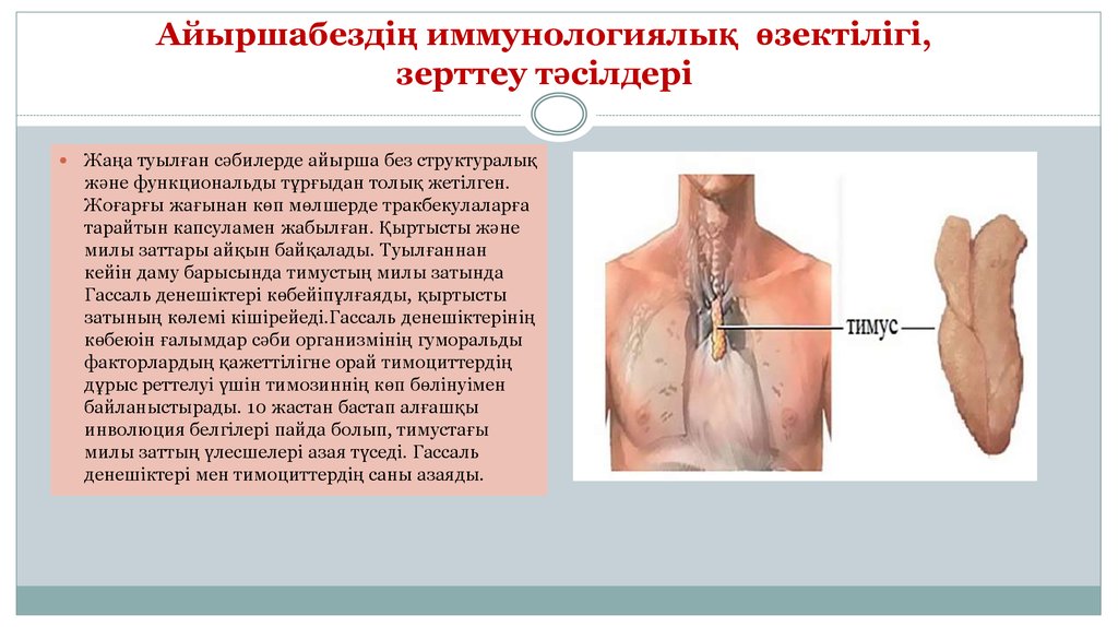 Презентация на тему тимус