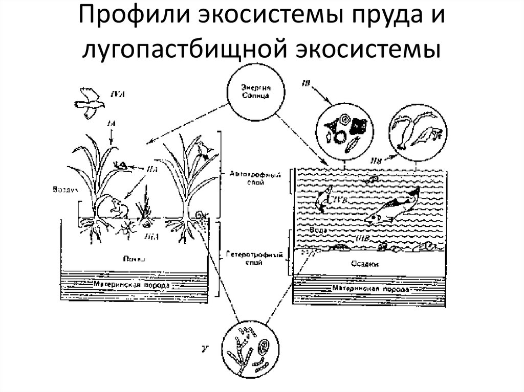 Экосистема пруда схема