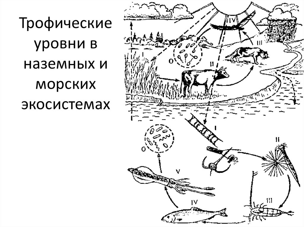 Трофическая структура экосистемы презентация