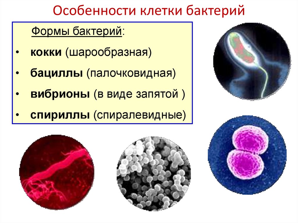 Питание клетки бактерии
