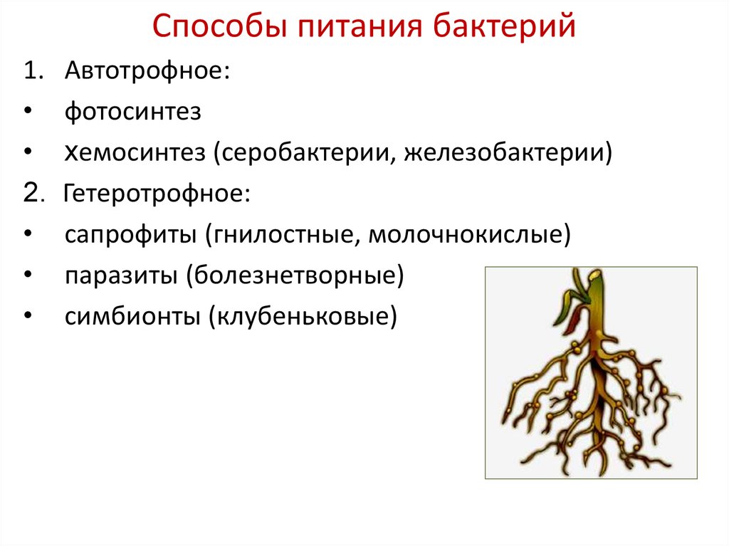 Клубеньковые бактерии препараты на сою