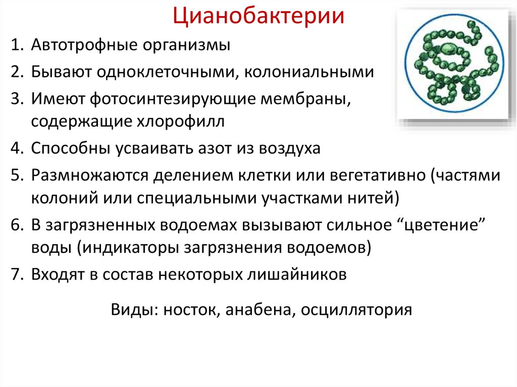 Презентация по биологии 6 класс общая характеристика бактерий