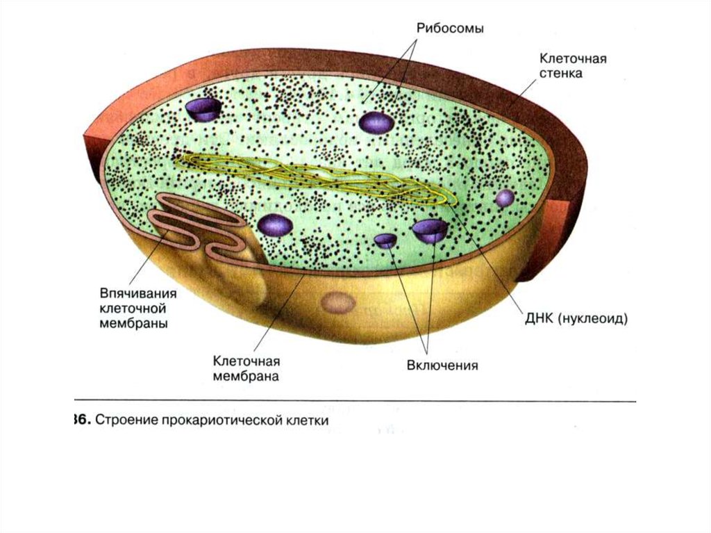 Мембрана клеток включает. Строение клетки прокариот. Впячивания мембраны у бактерий. Строение включений бактерий. Впячивание мембраны внутрь бактериальной клетки.