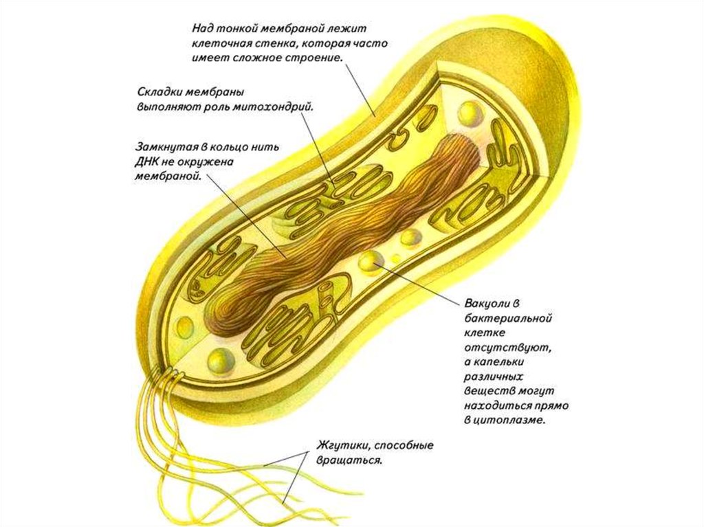 Основные части бактериальной клетки с изображением