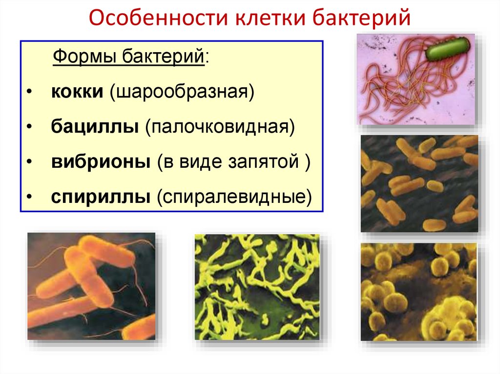 Какие особенности клеток бактерий