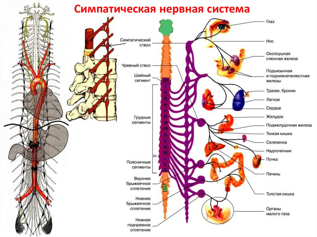 Вегетативная нервная система - презентация онлайн