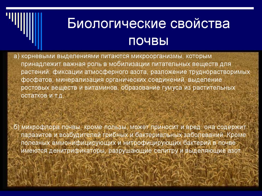 Органические свойства почвы. Биологические свойства почвы. Биологические особенности почвы. Биологический состав почвы. Биологические свойства в биологии.