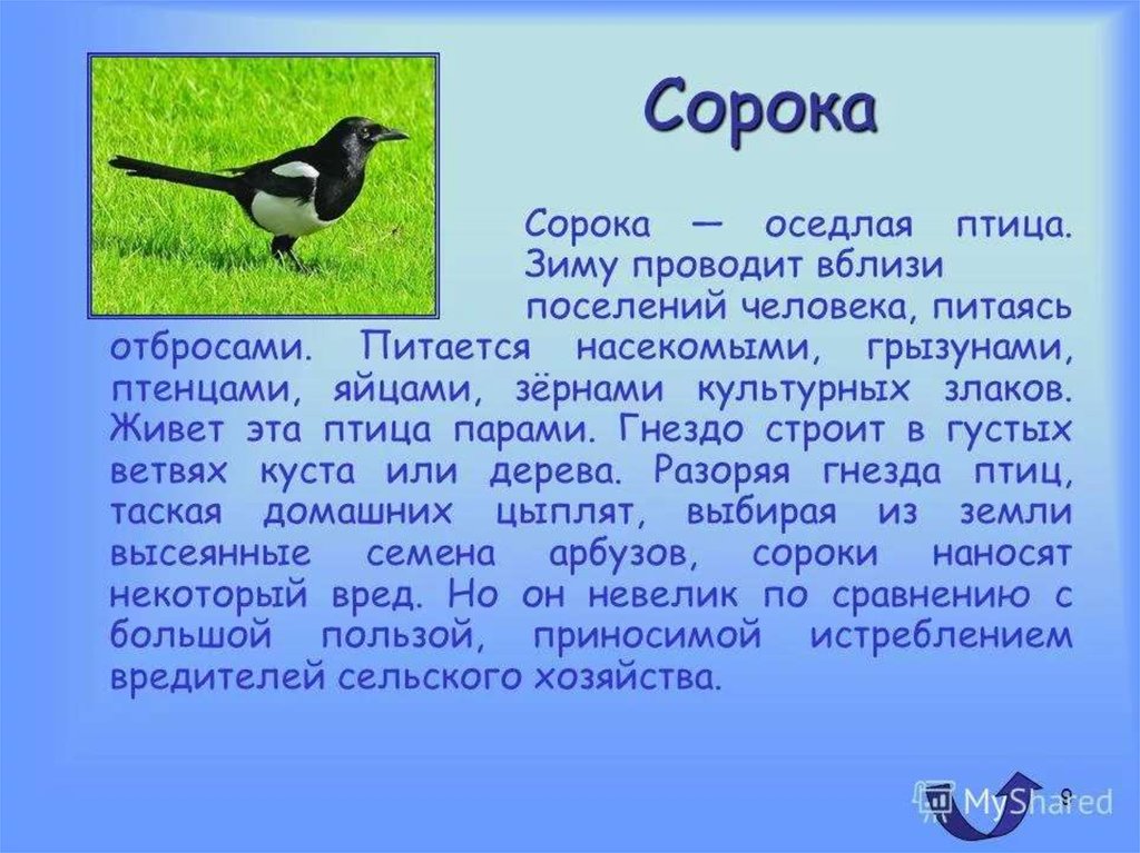 Птицы доклад 8 класс. Рассказ о птицах. Сообщение о птицах. Сообщение о Птичке. Описание птиц.