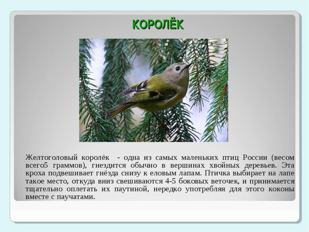 Птичка рассказ. Желтоголовый королёк описание. Самая маленькая птица в России. Королек птица описание. Королек птичка описание.