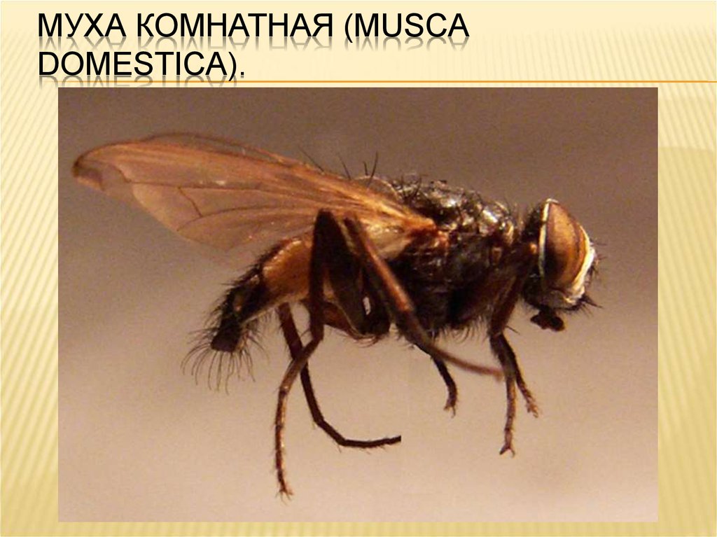 Комнатная муха как называется. Musca domestica комнатная Муха. Musca domestica комнатная Муха личинка. Комнатная Муха латынь. Муха домашняя строение.