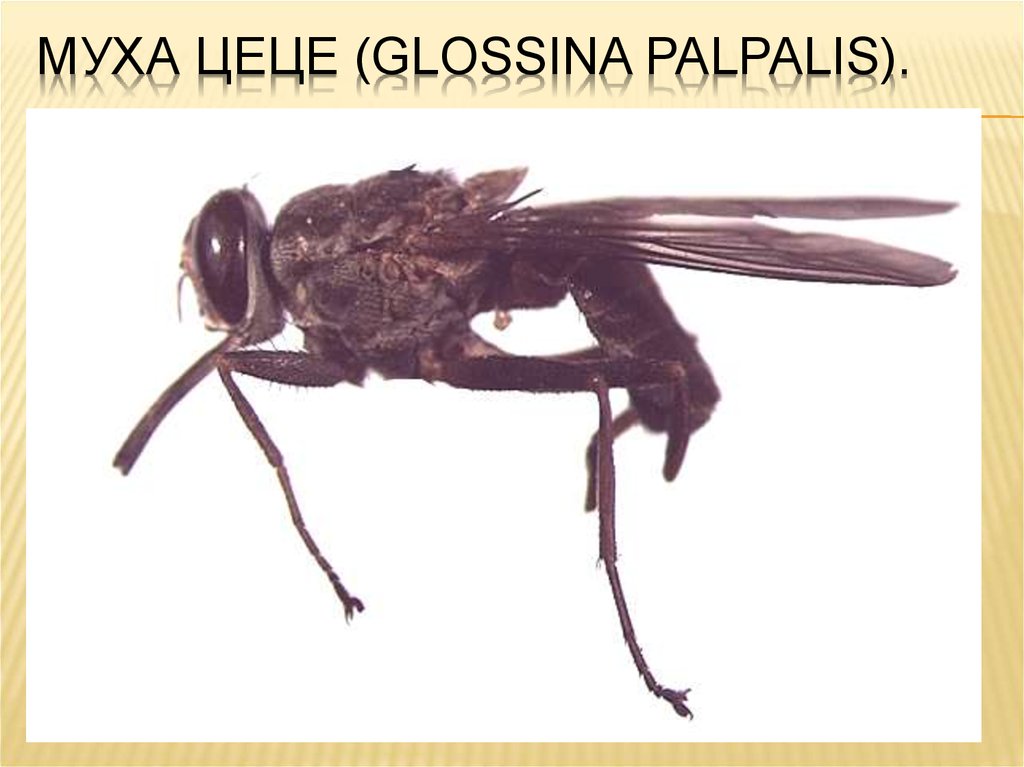 Муха цеце где. Муха ЦЕЦЕ Glossina Palpalis. Муха це-це (Glossina Palpalis). Муха ЦЕЦЕ Ангола. Glossina Palpalis переносчик.