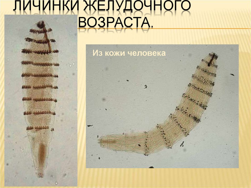 Гастрофилез лошадей презентация