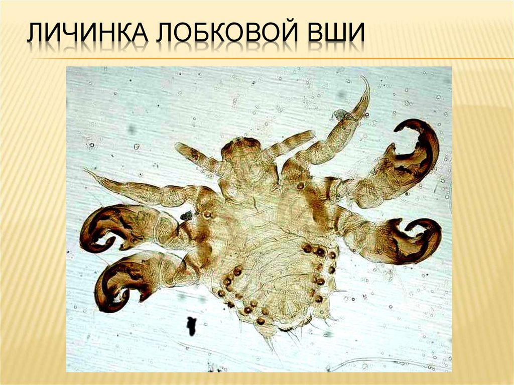 Личинка членистоногих