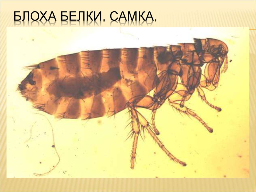 Человеческая блоха самец и самка рисунок