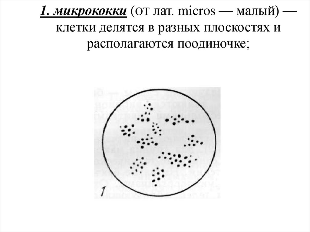 1. микрококки (от лат. micros — малый) — клетки делятся в разных плоскостях и располагаются поодиночке;