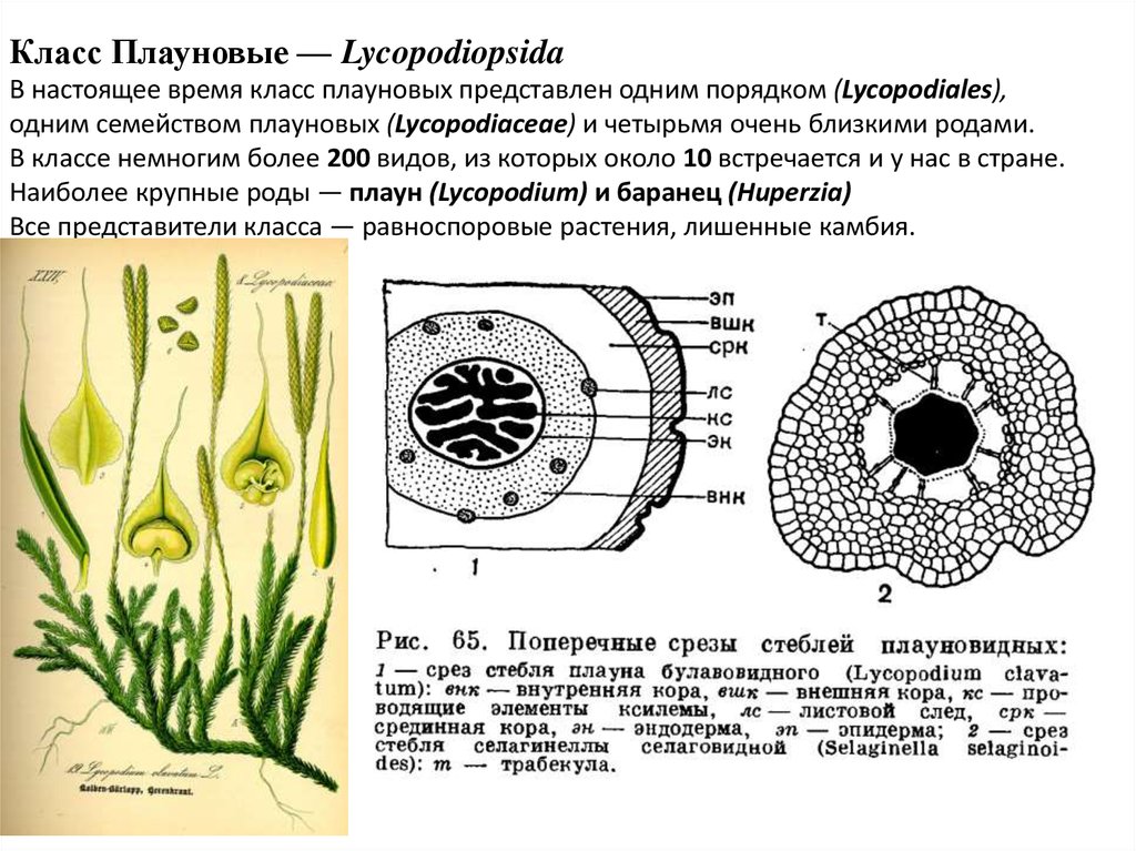 Класс Плауновые — Lycopodiopsida В настоящее время класс плауновых представлен одним порядком (Lycopodiales), одним семейством