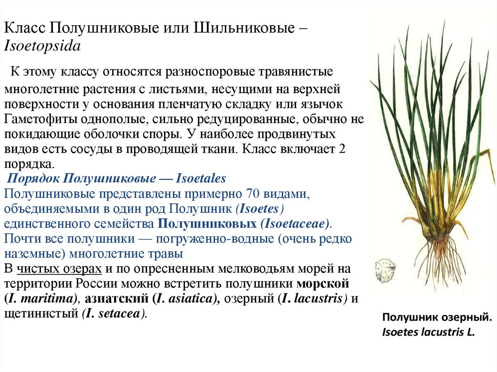 Класс Полушниковые или Шильниковые – Isoetopsida К этому классу относятся разноспоровые травянистые многолетние растения с