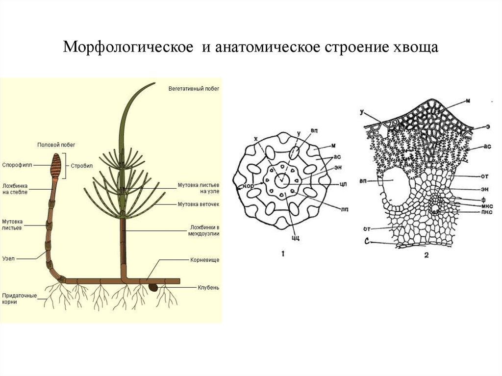 Подпишите строение