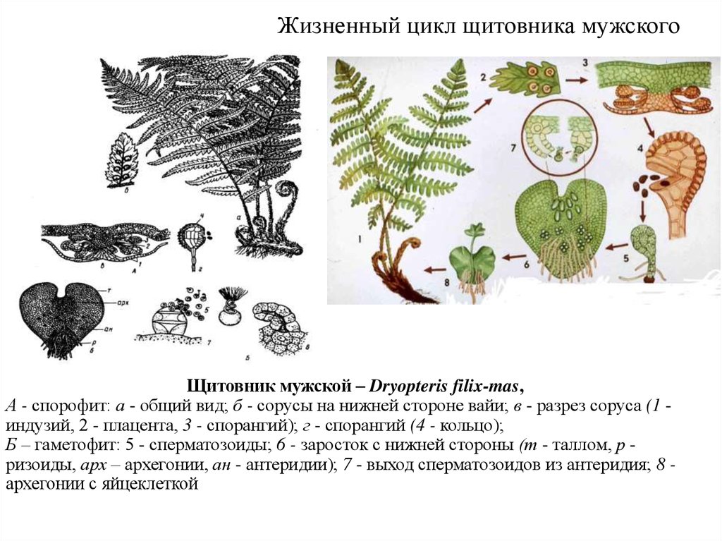 Рассмотрите рисунок на котором изображен цикл развития папоротника