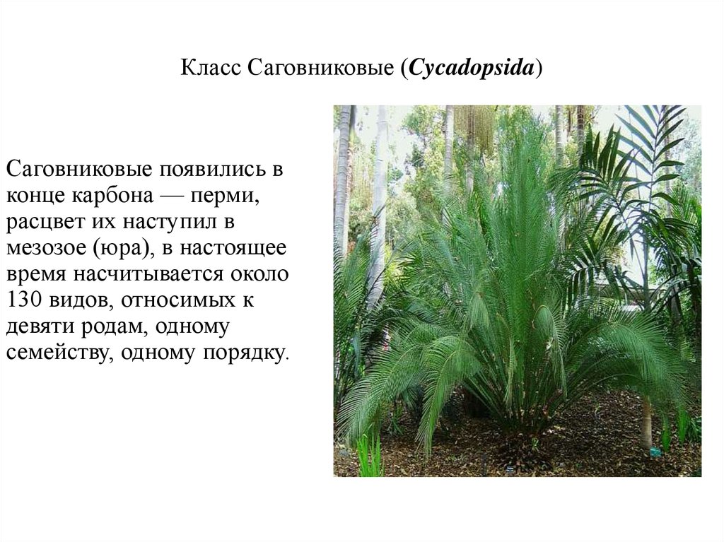 Класс Саговниковые (Cycadopsida)