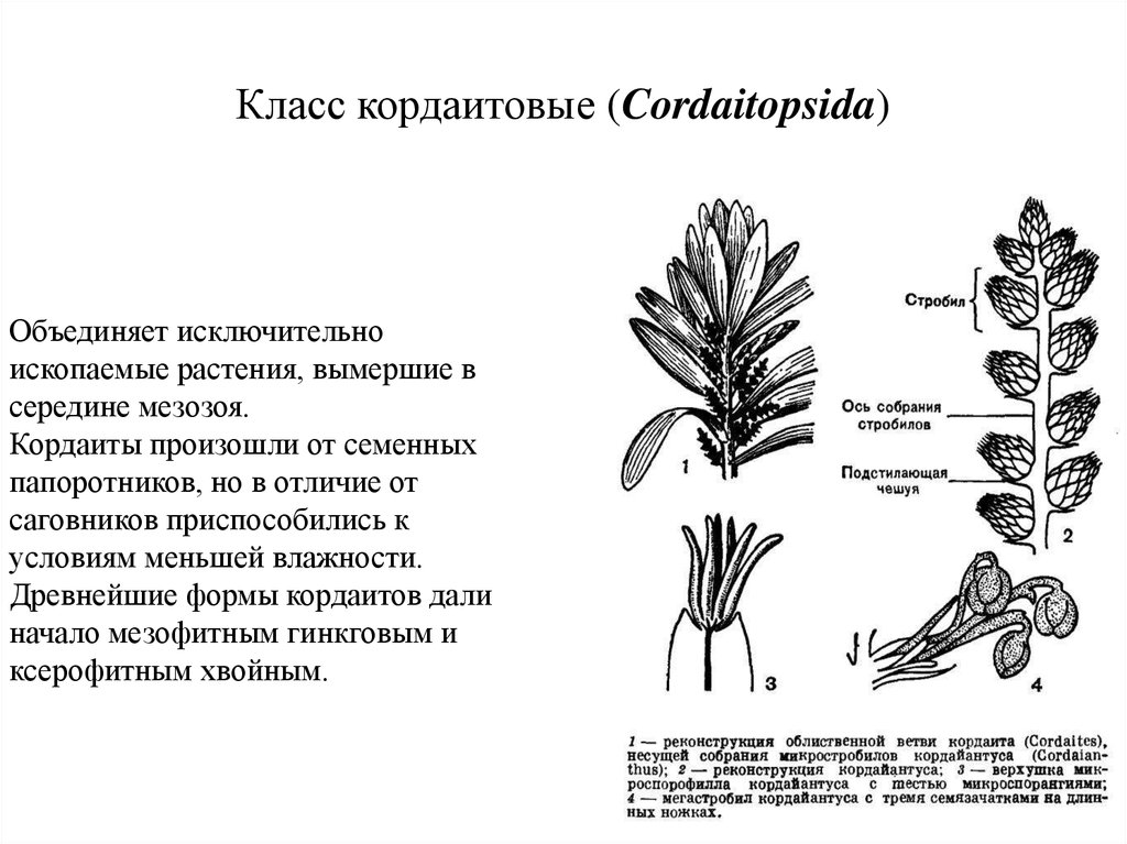 Класс кордаитовые (Cordaitopsida)