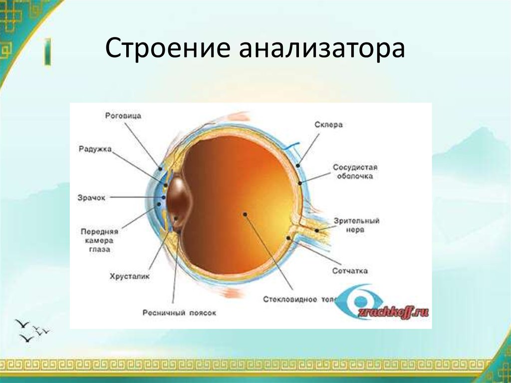 Показать строение. Строение анализатора анатомия. Схема строения анализатора. Анализаторы строение анализатора. Схема строения анализатора биология 8 класс.