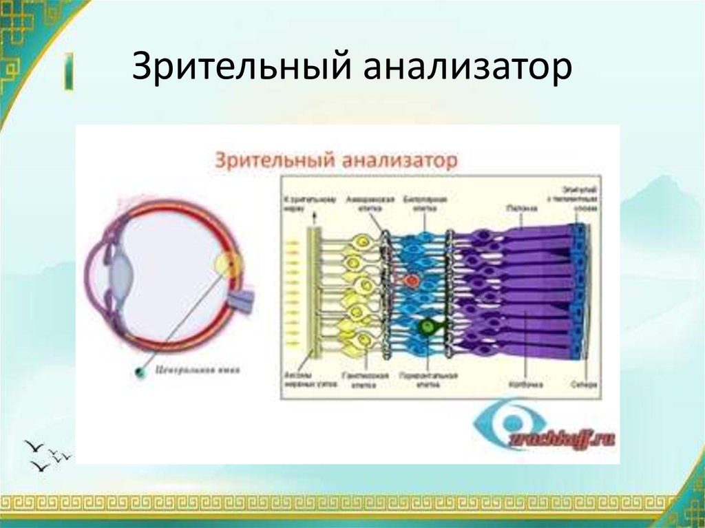 Тест зрительный анализатор 8 класс с ответами. Палочки зрительный анализатор. Зрительный анализатор рабочий лист. Поступившая в зрительный анализатор информация. Зрительный анализатор собаки.