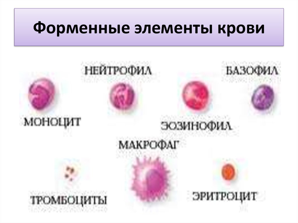 Форменные элементы крови картинка