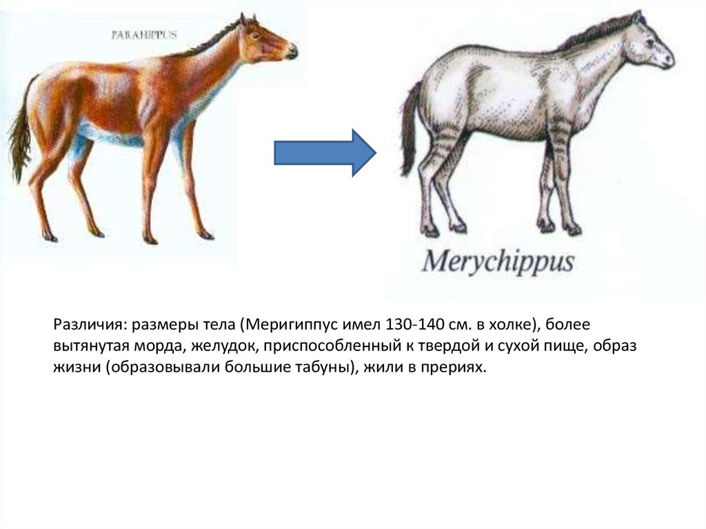 Копытные презентация 7 класс