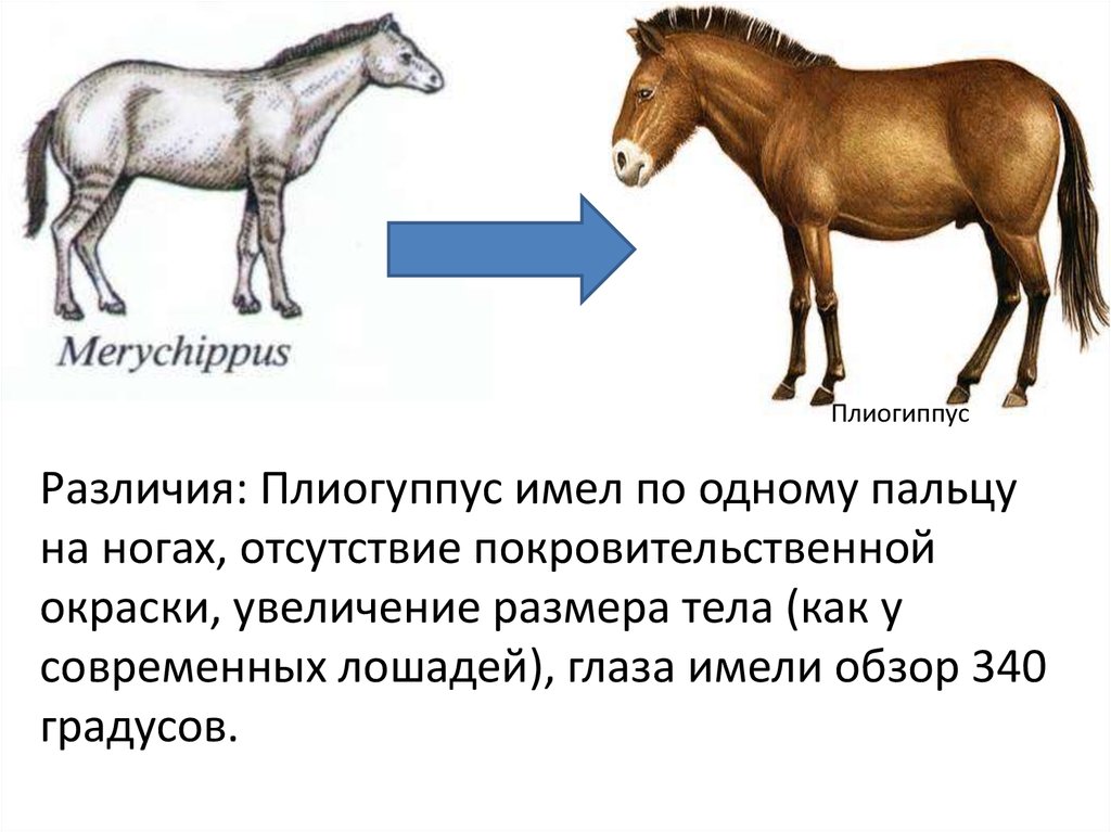 Какая лошадь отличается. Плиогиппус лошадь. Эволюция копытных. Эволюция лошади. Отличие коня от лошади.