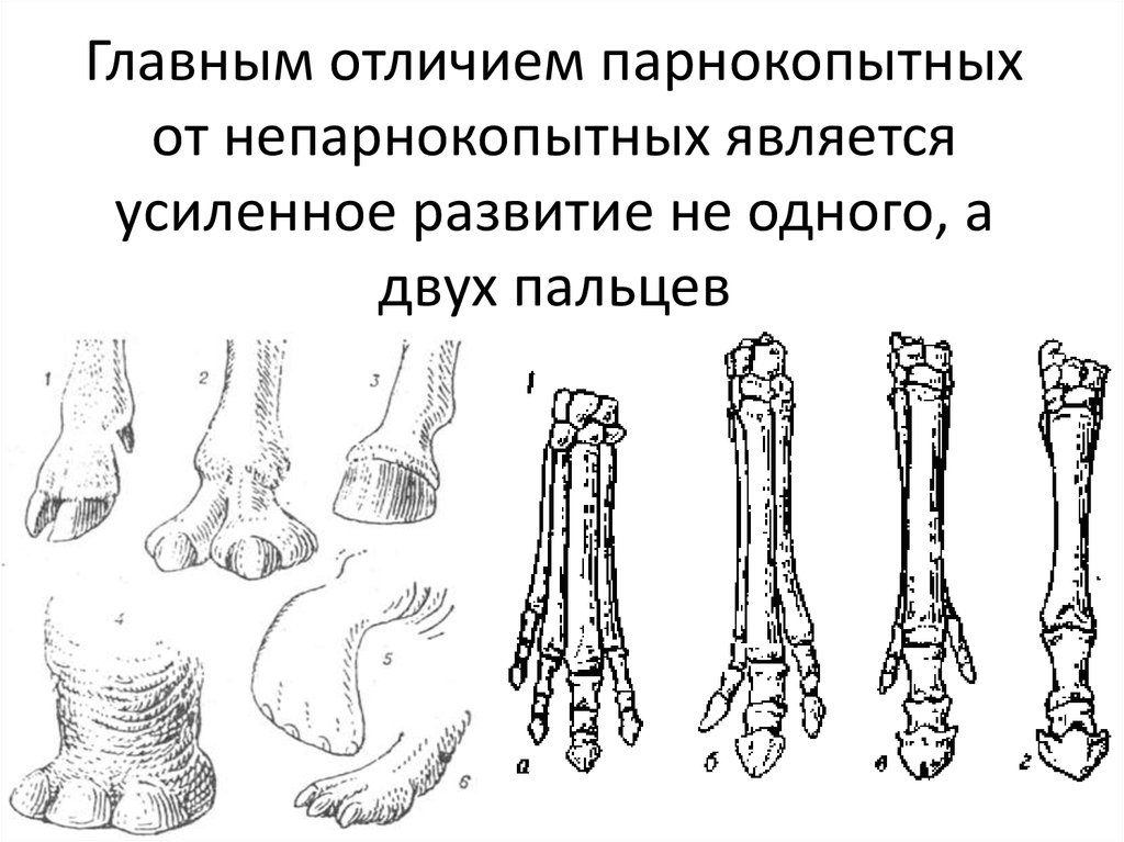 Копытные млекопитающие схема